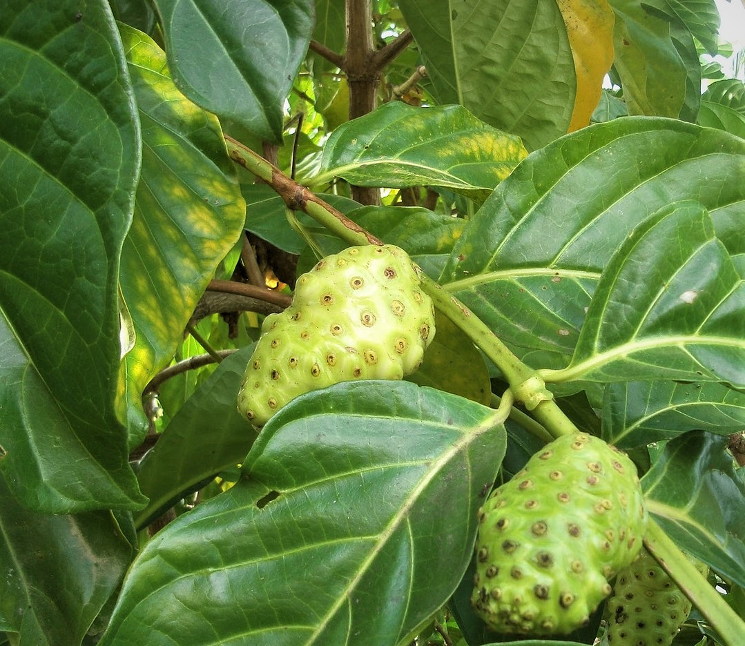 Aloha 'Aina Adaptogenics gallery